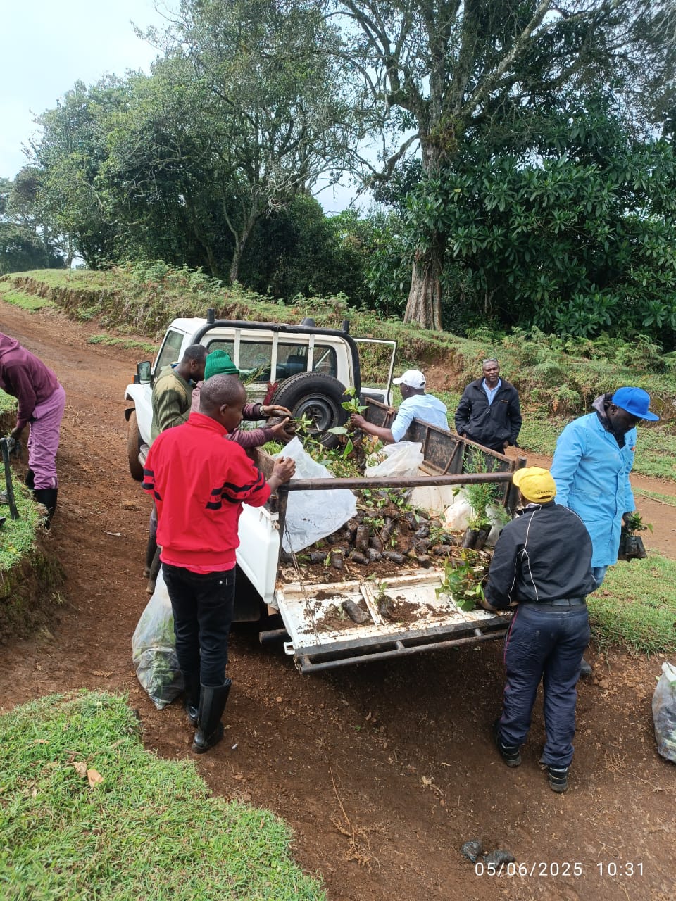 TREE PLANTING CHANGACHICHA